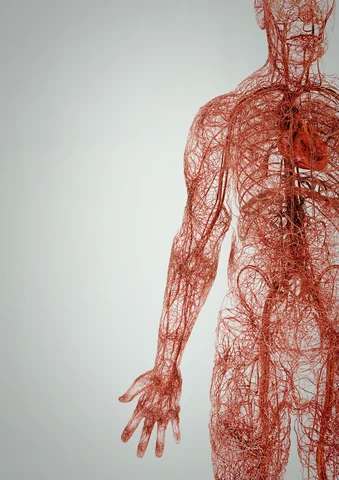 TERUMO — Medical Visualization — Scientific CGI